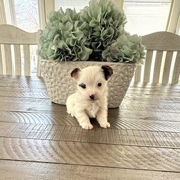 Vito - Parti male Yorkshire Terrier puppy in Nesbit, Mississippi from Bluff City Yorkies