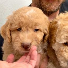 Knox - Yellow and white male Bernedoodle puppy in Warrensburg, Missouri from Dreamer Ridge Puppies