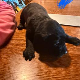 Boy 1 - Black male Labrador Retriever puppy in Black Creek, Wisconsin from Copper View Farm German Shepherds and Labrador Retreivers