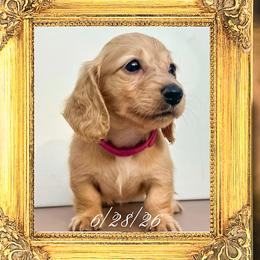 Queen Elizabeth - Cream female Dachshund puppy in Splendora, Texas from Ram’s Kennels