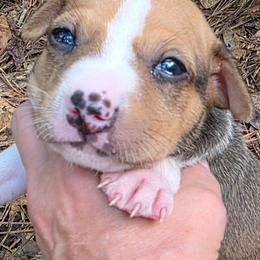 Bart - Red white and sable male Rat Terrier puppy in Ukiah, Texas from Poem's Haven Rat Terriers..AKA Mysthaven Rat Terriers