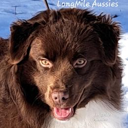 Stash - Miniature American Shepherd