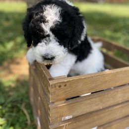Sheepadoodle Puppies from Primrose Cottage Puppies