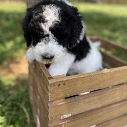 Sheepadoodle Puppies from Primrose Cottage Puppies