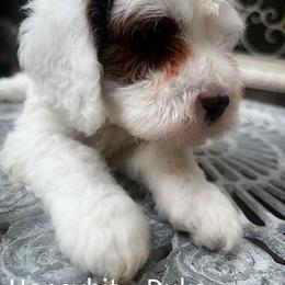 Duke - Blenheim male Cavapoo puppy in Maple Grove, Minnesota from Honey Bit Kennels