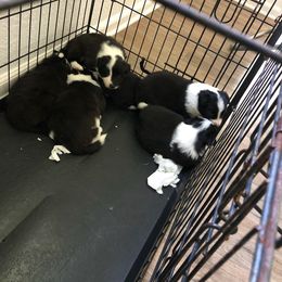 Border Collie Puppies from Oddity Kennels