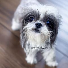 Lola - Black and white female Mal-Shi puppy in Tampa, Florida from Petite Pawz