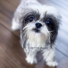 Lola - Black and white female Mal-Shi puppy in Tampa, Florida from Petite Pawz