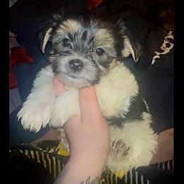 Amor - Black & tan tri-color female Morkie puppy in Aliquippa, Pennsylvania from The Morkie Mom