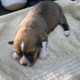 Boy 2 - Red male Pembroke Welsh Corgi puppy in Moulton, Alabama from Reed's Pembroke Corgi Welsh