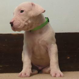 Neshach - White male Dogo Argentino puppy in Morgan Hill, Pennsylvania from De la Fuerza De Dios