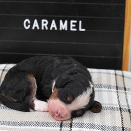 Girl 3 - female Bernedoodle puppy in Lancaster, Pennsylvania from Homestead Bernedoodles