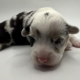 Mac (Blue merle, triple clear) - Blue merle and white male American Corgi puppy in Scottown, Ohio from Wyndy Ridge Corgis