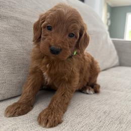 Green collar male - Red  male Goldendoodle puppy in Ridgewood, New Jersey from Jessie’s Doodles