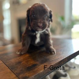 Greta - Brown and white female Aussiedoodle puppy in Strasburg, Pennsylvania from Still Water Puppies