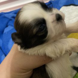 Maxx - Brindle and white male Shih Tzu puppy in Memphis, Tennessee from Lady and the Tramp