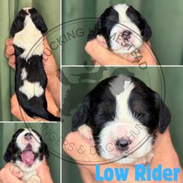 Low Rider - Black white and tan male English Springer Spaniel puppy in Fond Du Lac, Wisconsin from Clucking Homestead Springers & Dachshunds