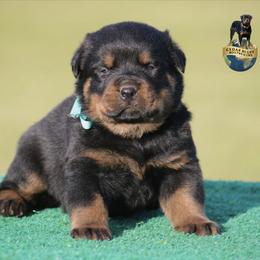 Talon - Black and mahogany male Rottweiler puppy in Uniontown, Alabama from CedarBluff Rottweilers