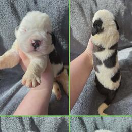 Boy 3 - male Saint Bernard puppy in Saltsburg, Pennsylvania from Loyal Ridge Saint Bernards
