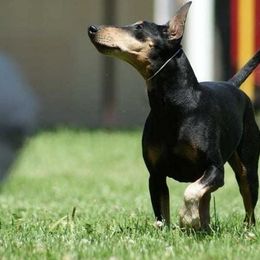 Manchester Terriers from Medley
