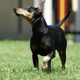 Manchester Terriers from Medley