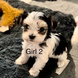 Girl 2 - Black & tan tri-color female Morkie puppy in Ocala, Florida from Hummingbird Fields