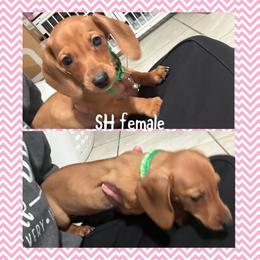 Girl 4 - Cream female Dachshund puppy in Houma, Louisiana from Portier’s Mini Dachshunds