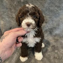 Orian - Brown and white male Bernedoodle puppy in Battle Creek, Michigan from T-Rose’s Bernedoodle & Pomsky Puppies