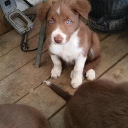 Border Collie Puppies from Spice of Life Border Collies
