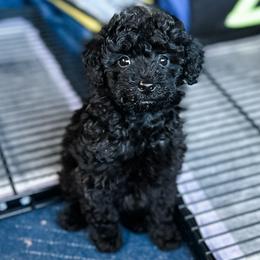 Mariah Carey - Black and white female Aussiedoodle puppy in Arlington, Washington from Doodle Love Laugh