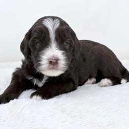 Dani - male Golden Mountain Doodle puppy in Fleming, Colorado from Vandenbark Doodles