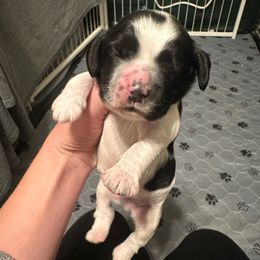 Blue collar - Black and white male Cocker Spaniel puppy in Cincinnati, Ohio from Abundance of Joy LLC Cocker Spaniels