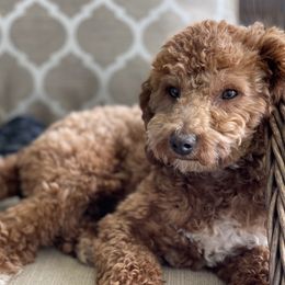 Mar - Goldendoodle