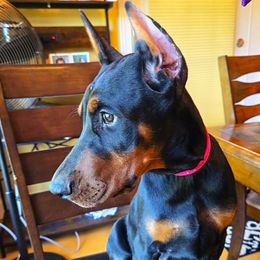 Asoka - Black and rust female Doberman Pinscher puppy in Chagrin Falls, Ohio from Schloss Velburg Dobermanns