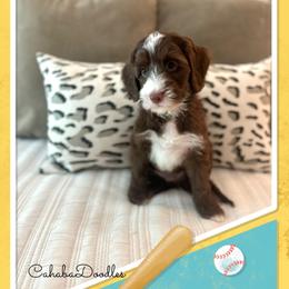 Ham - Chocolate male Australian Labradoodle puppy in Trussville, Alabama from Cahaba Doodles