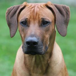 Rhodesian Ridgeback Puppies from Supernova Ridgebacks