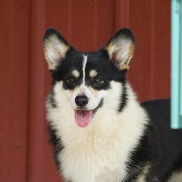 Vegas - Pembroke Welsh Corgi