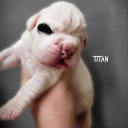 Titan - White male Boxer puppy in Spring Hill, Florida from Hart's Grand Boxers