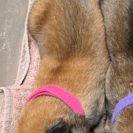 Kiara - Sable female Working Dog Cross puppy in Sheridan, Arkansas from Dark Sky Kennels