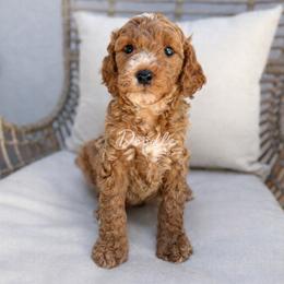 Han Solo - Apricot male Goldendoodle puppy in Gilbert, Arizona from Doodle Bliss