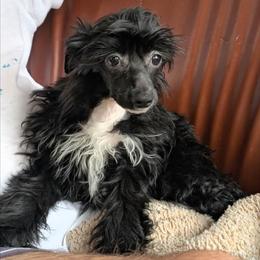 DaoDog Odile Happyend - Black female Chinese Crested puppy in Highland Park, Michigan from Family Kennel Dao Dog