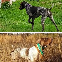 German Shorthaired Pointers from Erin Eustice's German Shorthaired Pointers