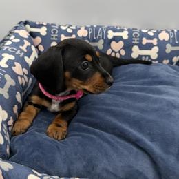 Dachshund Puppies from K9 Royal Club