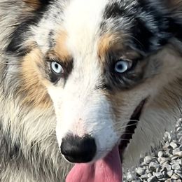 Teska - Australian Shepherd