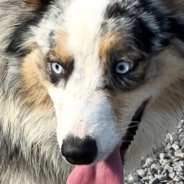 Teska - Australian Shepherd