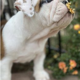 Bulldogs and French Bulldogs from Tricreek English and French Bulldogs