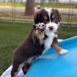 Mila (Dakota) - Red tri-color female Australian Shepherd puppy in Ramona, California from Blue Moon Aussies