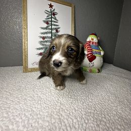 Rose - Dapple female Dachshund puppy in Tahlequah, Oklahoma from Quick Little Dachshunds
