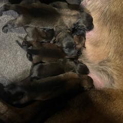 Puppy 5 - Mahogany female Belgian Malinois puppy in Centreville, Maryland from Barbihaus Kennels