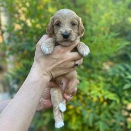 Happy - Red  male Goldendoodle puppy in Stockton, California from Port City Doodles